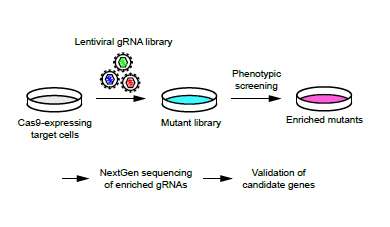 Genetic screening identifies genes driving resistance with a guide RNA library