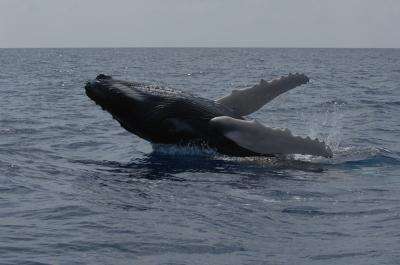 Genetic study pursues elusive goal: How many humpbacks existed before whaling?