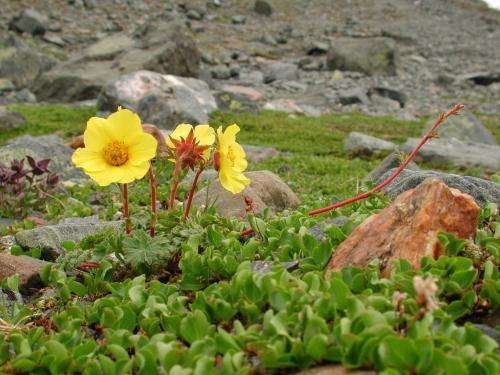 Glacial History Affects Shape and Growth Habit of Alpine Plants
