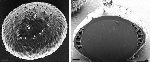 Global first as Witsies split pollen