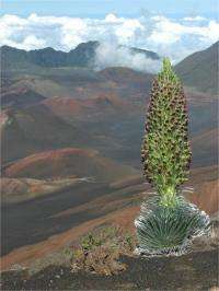 Global warming may have severe consequences for rare Haleakal&#257; silverswords