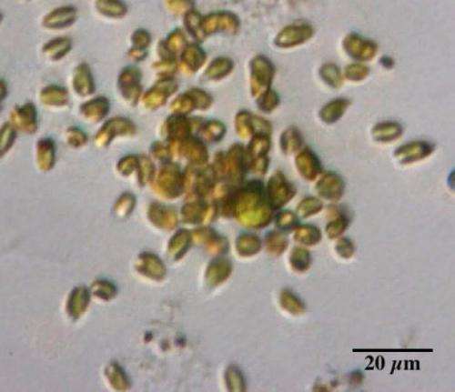 Golden algae: They hunt, they kill, they cheat