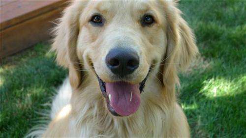 Golden retrievers key to lifetime dog cancer study