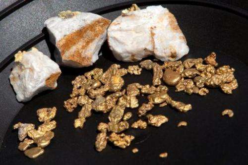 Gold nuggets on display on April 29, 2011 in Jamestown, California