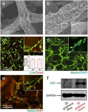 Graphene foams: cozy and conductive scaffolds for neural stem cells