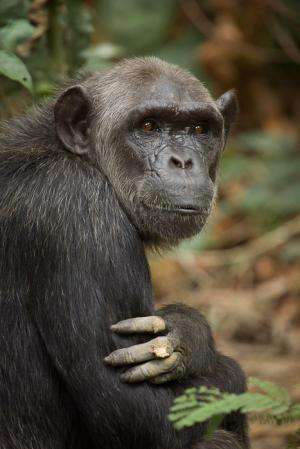 Great ape genetic diversity catalog frames primate evolution and future conservation