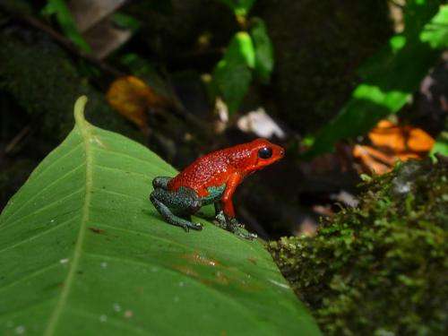 Green poison-dart frog varies mating call to suit situation