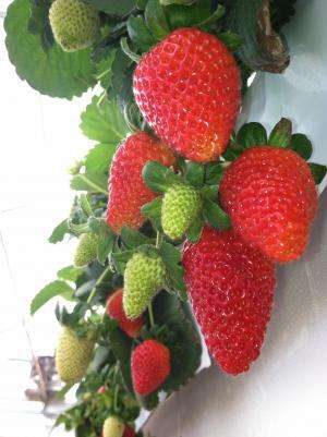 Growing Hydroponic Strawberries in the Desert