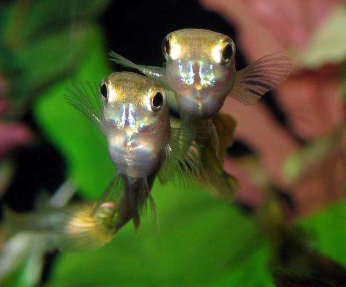 Guppies and sexual conflict? It’s a genital arms race
