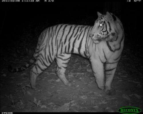 Habitat research methods give a new peek at tiger life with conservation