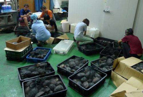 Handout photo released by the Taiwan Forestry Bureau on August 25, 2013 shows staff checking rare turtles in Kaoshiung
