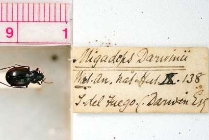Help wanted: Public needed to uncover clues in bug collections