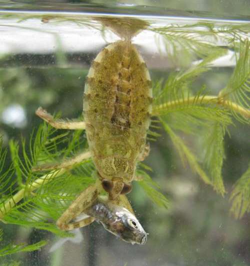 Hide, ambush, kill, eat: The giant water bug Lethocerus patruelis kills a fish