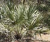 High doses of saw palmetto appear safe over 18 months