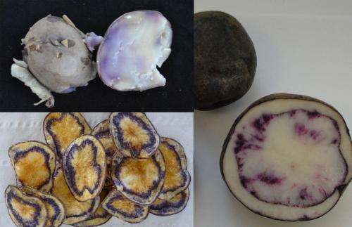 High-nutrition and disease-resistant purple and yellow-fleshed potato clones obtained
