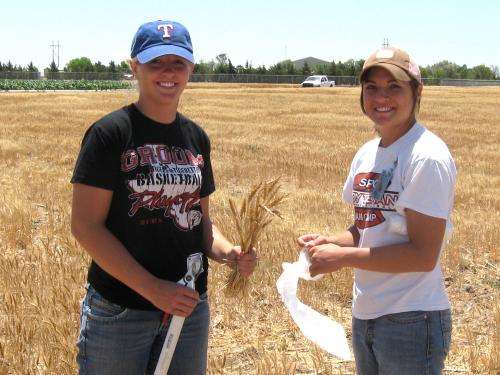 High yield, water efficiency of drought tolerant wheat due to higher biomass