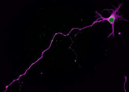 How neurons get wired