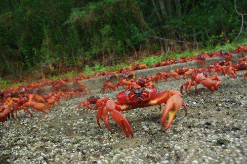 How red crabs on Christmas Island speak for the tropics