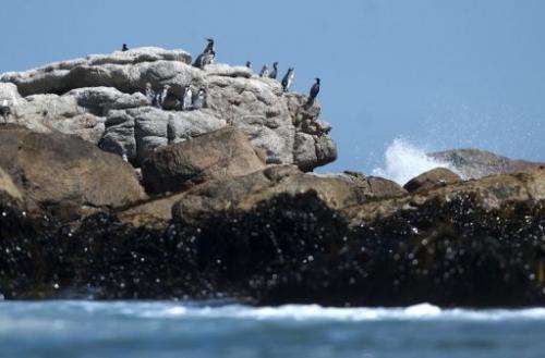 Humboldt penguins remain at the Pajaro Nino island, in Algarrobo seaside resort, west of Santiago, on March 6, 2013