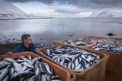 Iceland investigating mass herring deaths