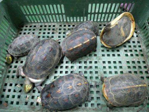 Image released on August 25, 2013 shows rare turtles in a container in Kaoshiung, a port in the south of Taiwan