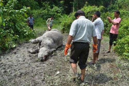 Indian forest officials stand near the body of a Rhinoceros which was killed and de-horned by poachers, August 21, 2013
