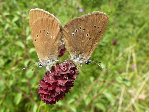 Infected butterflies lead geneticists up the garden path