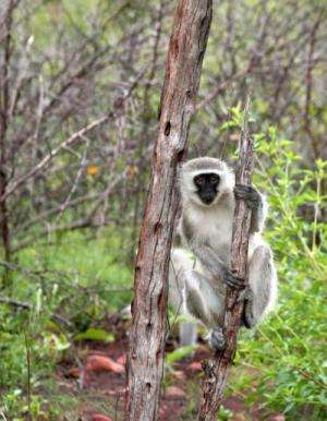 In solving social dilemmas, vervet monkeys get by with a little patience