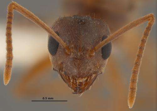 Invasive crazy ants are displacing fire ants in areas throughout southeastern US