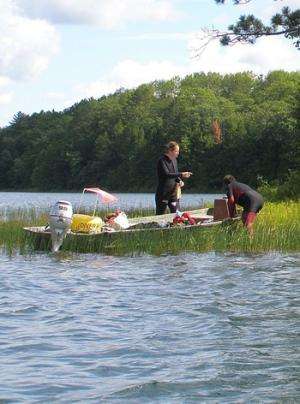 In whole-lake experiment, have invasive crayfish met their match?