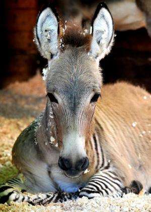 Ippo, a three month old zonkey, a cross between a zebra and a donkey, lies in its enclosure at an animal shelter in Florence, on