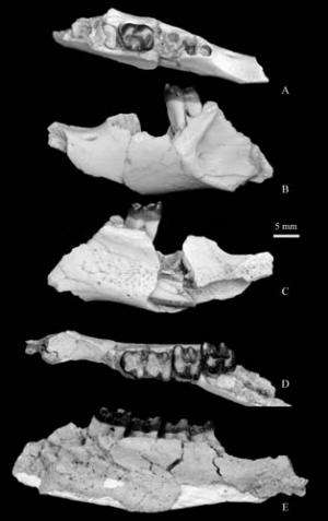Ischyromyid rodents found from the Eocene of Erlian Basin in Nei Mongol