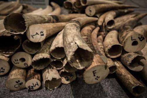 Ivory tusks are displayed by the Hong Kong Customs in Hong Kong on October 3, 2013