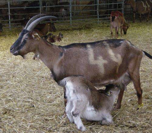 Kids reduce stress in goat herds