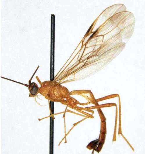 Kill Bill character inspires the name of a new parasitoid wasp species