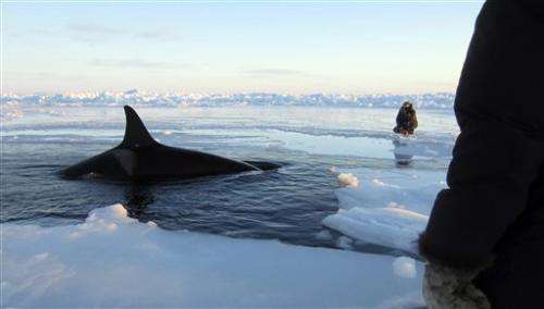 Killer whales trapped in Quebec sea ice