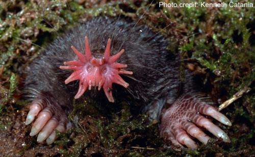 Leading by the nose: Star-nosed mole reveals how mammals perceive touch, pain