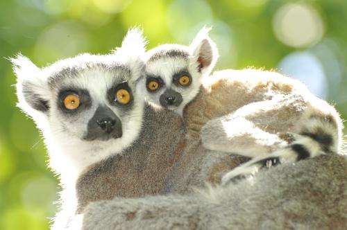Lemur babies of older moms less likely to get hurt