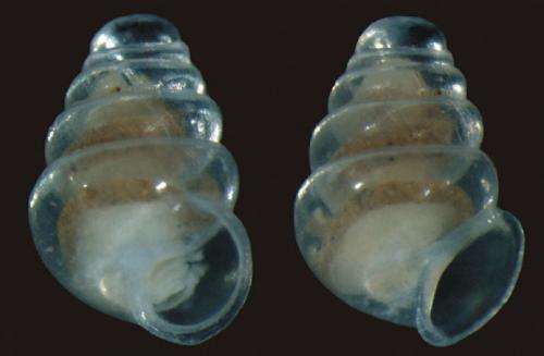 Life deep down: A new beautiful translucent snail from the deepest cave in Croatia