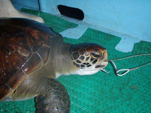 Longline fishery in Costa Rica kills thousands of sea turtles and sharks