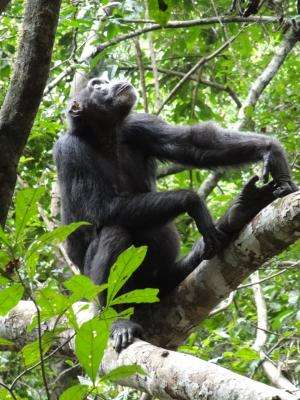 Long-term memory helps chimpanzees in their search for food