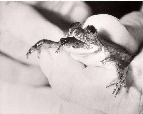 Lost frog DNA revived: Lazarus Project