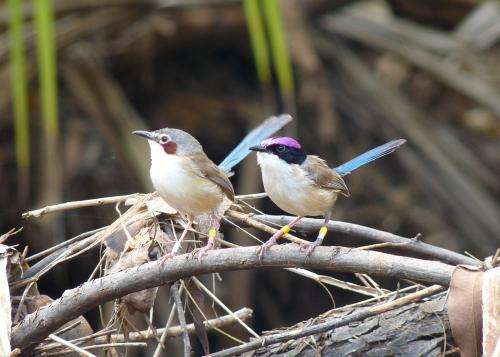 Low-pitched song indicates fairy-wren size