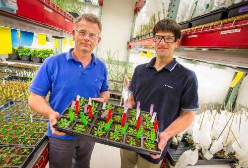 Making do with more: Joint BioEnergy Institute researchers engineer plant cell walls to boost sugar yields for biofuels