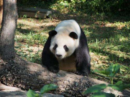 Male giant panda Tian Tian takes a stroll at the National Zoo in Washington on 5 September 2013
