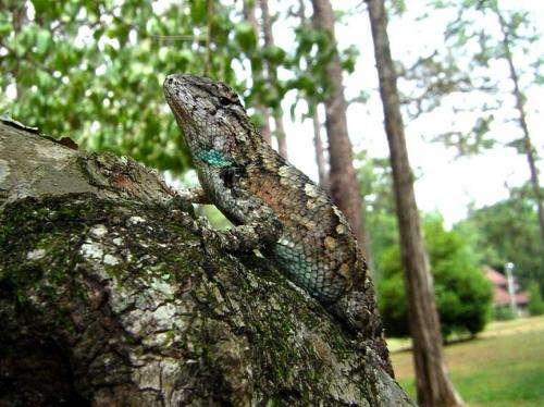 Male lizards prefer more-feminine lizards to 'bearded ladies,' new research finds