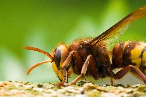 Manipulative parasites make hornets their nest