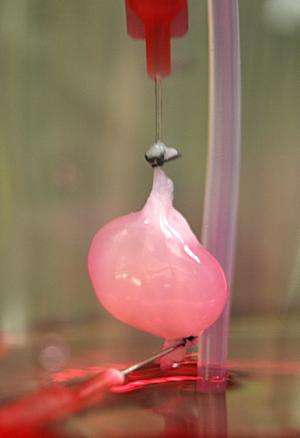 Mass. General team develops implantable, bioengineered rat kidney