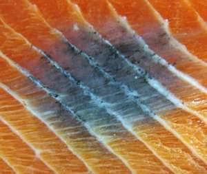 Melanin pigmentation in salmon fillets – causes and risk factors