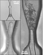 Microchip proves tightness provokes precocious sperm release